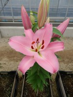 [4605 VZ W08 0646-01 Barista No02.JPG]